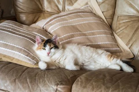 A red white cat lying on the soft sofa near a pillows Stock Photos