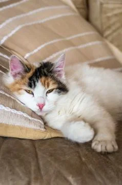 A red white cat lying on the soft sofa near a pillows Stock Photos