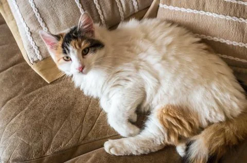 A red white cat lying on the soft sofa near a pillows Stock Photos