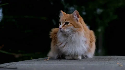Red white cat portrait close-up Stock Footage 168865184
