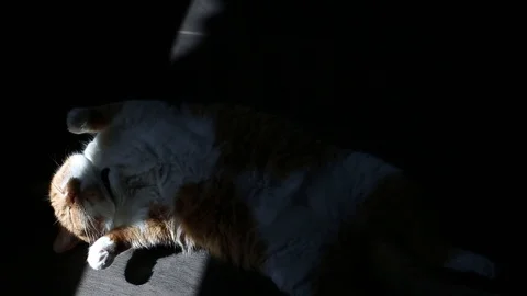 Red white cat sleeping on sunlight. Stock Footage 115737049