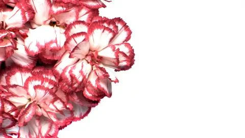 Red-white closeup top view. Flowers on a white background. Template cards for Stock Photos