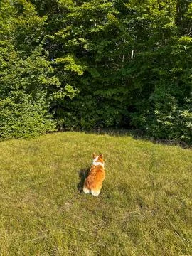 Red-white corgi sits back and looks into the woods Foto stock