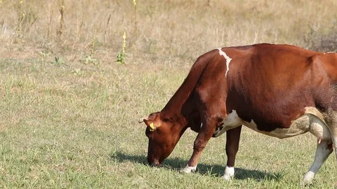 Red-White Cow Eats Grass On The autumn Pasture. Colse Up Video stock 116014719