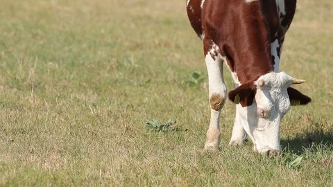 Red-White Cow Eats Grass On The autumn Pasture. Colse Up Stock Footage 116014938