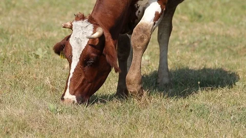 Red-White Cow Eats Grass On The autumn Pasture. Colse Up Video stock 116014947