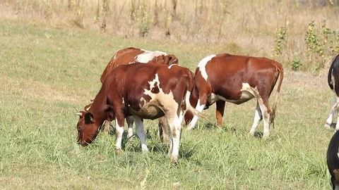 Red-White Cows Eats Grass On The autumn Pasture. Colse Up Stock Footage 116014725