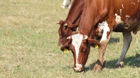 Red-White Cows Eats Grass On The autumn Pasture. Colse Up Video stock 116014918