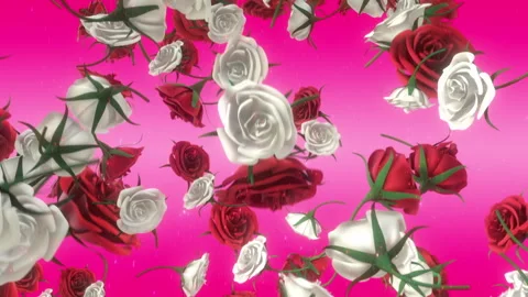 Red &amp; White Falling Roses on Pink Stock Footage 244662093