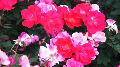 Red white flowers on a bush Stock Footage 118229619