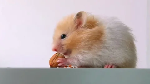 Red-white hamster holds a peanut between its front paws and nibbles it with joy Stock Footage 235342091