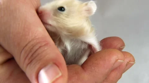 Red-white hamster sniffs, looks out, walks on owner's hand. Stock Footage 234337017