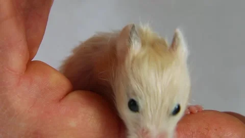Red-white hamster sniffs, looks out, walks on owner's hand. Stock Footage 237201357