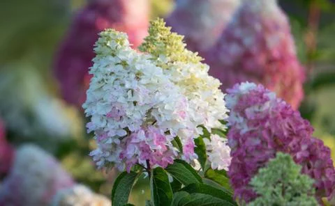 Red-white hydrangea flower close up. Selective focus. 스톡 사진