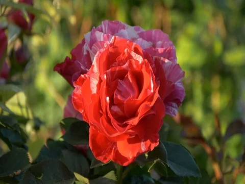 Red white rose flower Stock Footage 76481866