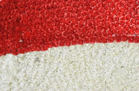 Red  white rose Stock-Fotos