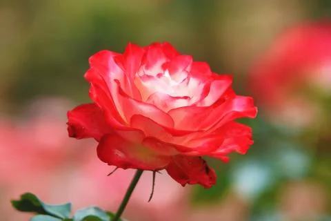 Red with white rose Stock Photos