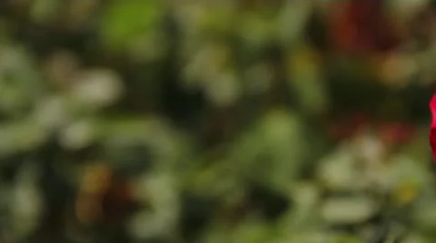 Red White Rose Slider 库存影片 12147397