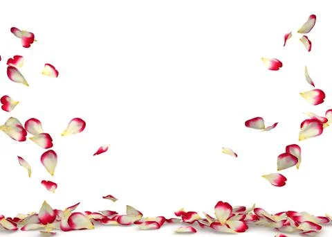 Red-white roses fall to the floor on two sides Stock Illustration