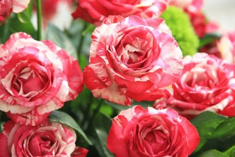 Red with white roses Stock Photos