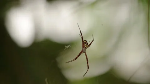 Red White Spider Sitting in Web, Borneo, Indonesia Stock Footage 142918525