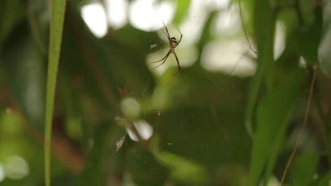 Red White Spider Sitting in Web, Borneo, Indonesia Stock Footage 142918560
