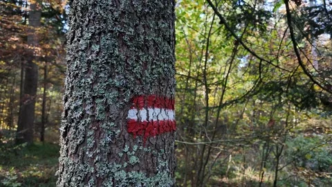 Red White Trail Marker Forest Stock Footage 288832030
