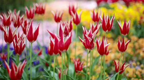 Red-white tulips blooming in spring Stock Footage 24693767