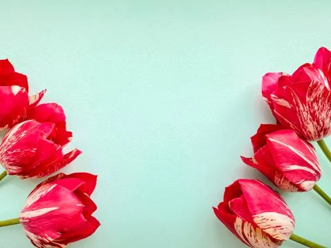 Red-white tulips on a light blue background. Natural floral template. Stock Photos