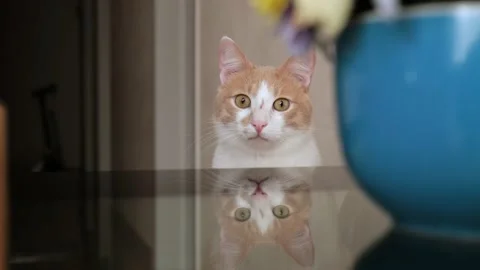 Red-white young cat looks at one point. hypnotist cat. thoughtful muzzle Stock Footage 219454829