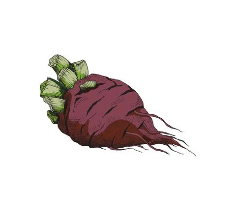 Red whole beetroot in hand drawn vintage style vector illustration isolated. Stock Illustration