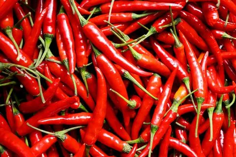 Red whole chilli. Stock Photos