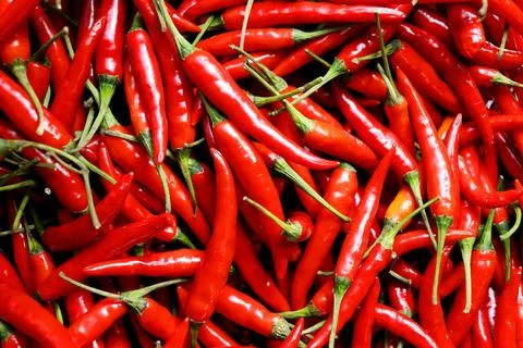 Red whole chilli. Stock Photos