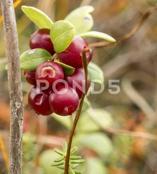 Red whortleberry Stock Photos
