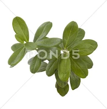 Red whortleberry's branch Stock Photos