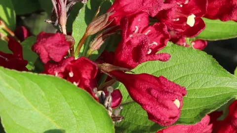 Red wigela flowers Stock Footage 276297232