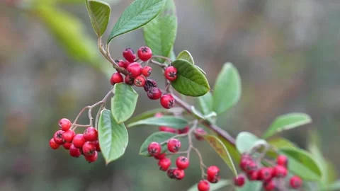 Red wild berries 4k Stock Footage 337155903