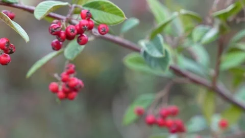 Red wild berries  Stock Footage 337130357