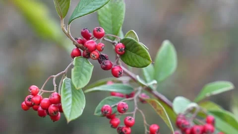 Red wild berries Stock Footage 337130418
