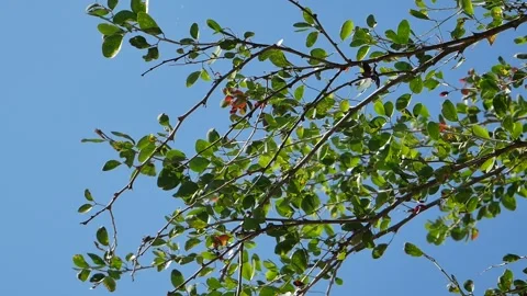 Red Wild Berries on Green Branches in Natural Forest, Fresh Nature Background. Stock Footage 326438186