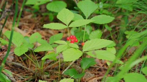 Red wild berries growing chaotically in the forest area. Kostyanika. Stock Footage 280170037