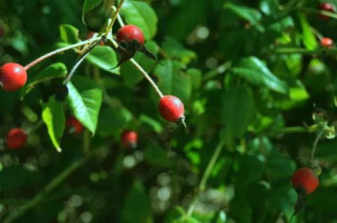 Red wild berries Stock Photos