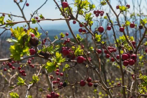 Red wild berries in spring, macro shot closeup. Stock Photos