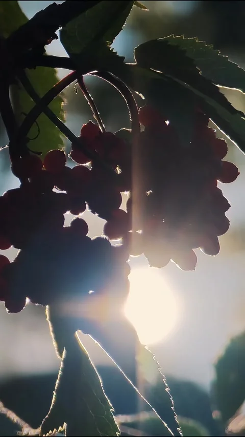 Red wild berries on tree branch with bright sun flare shining through leaves Stock Footage 343785676