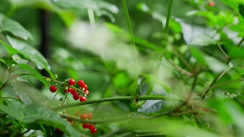Red wild berries tree in green forest background Stock-Footage 79812613