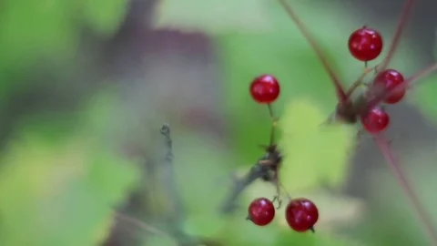 Red Wild Berry vertical panorama Stock-Footage 84035560