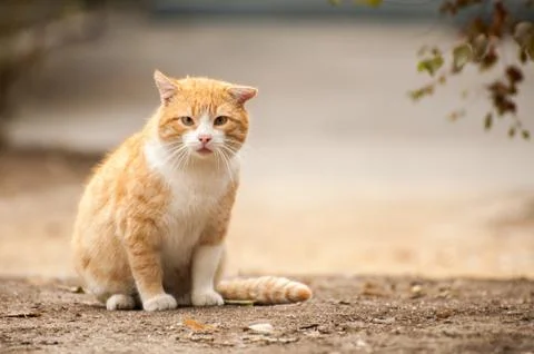 Red wild cat Stock Photos