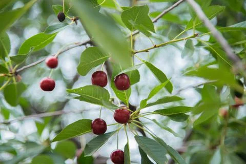 Red wild cherry berries Stock Photos