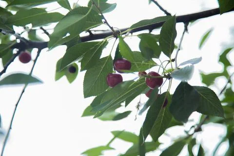 Red wild cherry berries Foto stock
