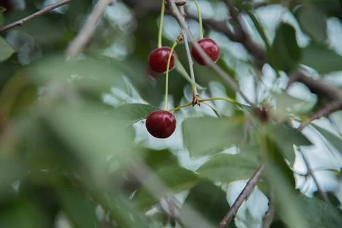 Red wild cherry berries Stock Photos
